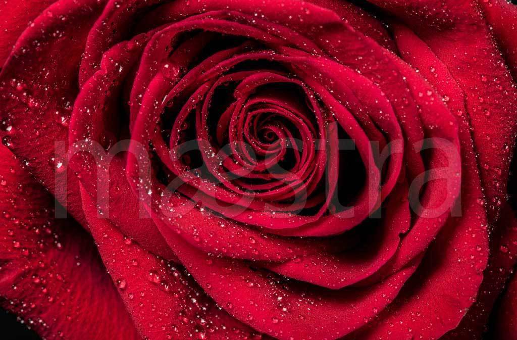 Фотообои Красная роза изумительная