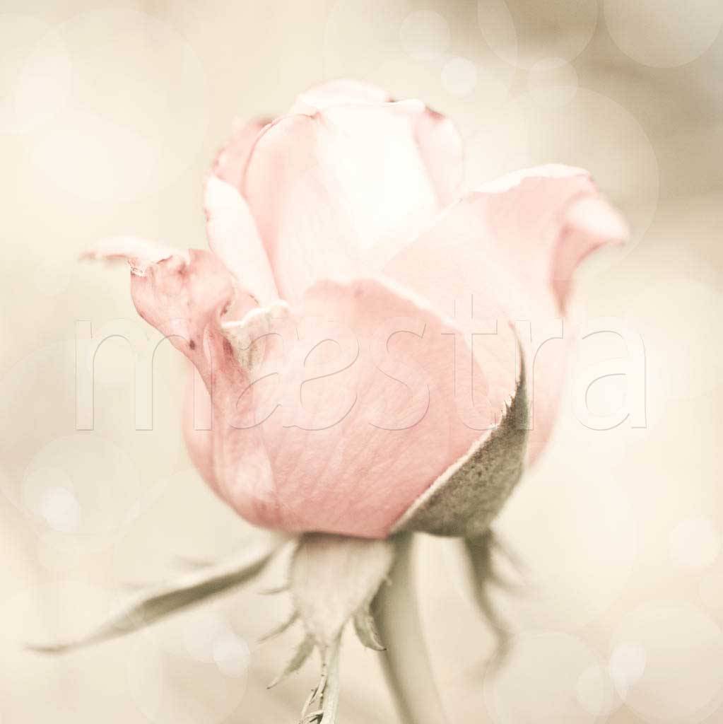 Фотообои Нежная роза изящная
